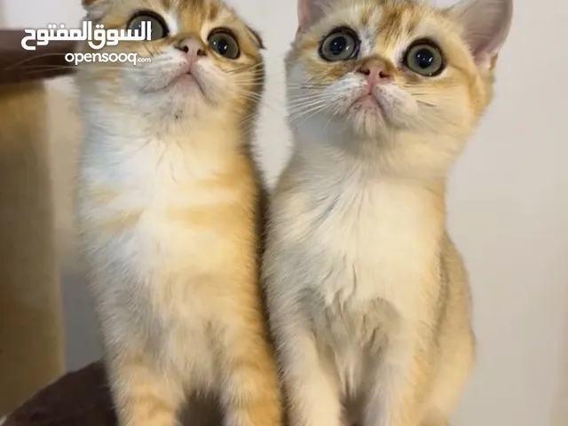 الانثى برتش والذكر سكوتش فولد