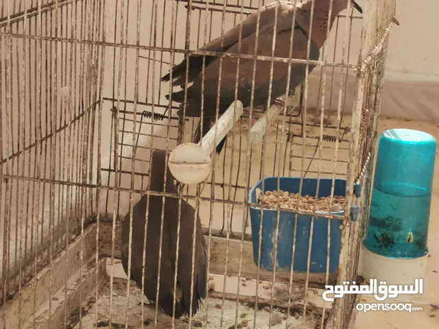حمام بري مع قفصه + قفص طويل