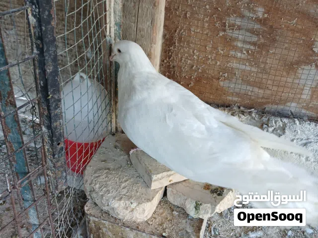 بسم الله ما شاء الله/ حمام مالطي جامبو تحتهم بيض