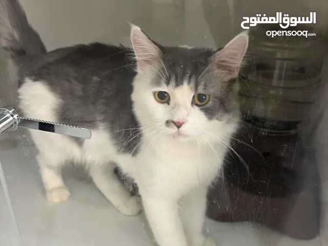 قطط متنوعة للتبني