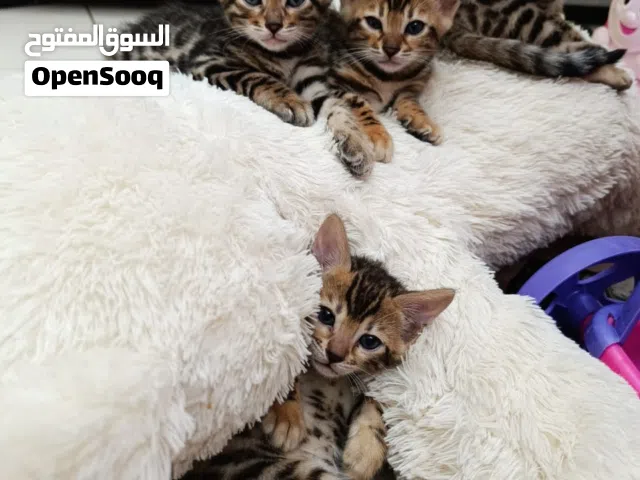 Bengal kittens