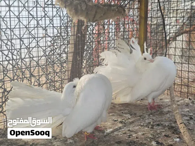 حمام شمسي للبيع