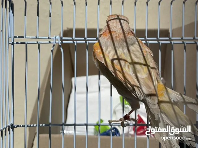 فحل كناري موزاييك وفحل ابيض سعر الواحد مع قفصه 20 تغريد قوي