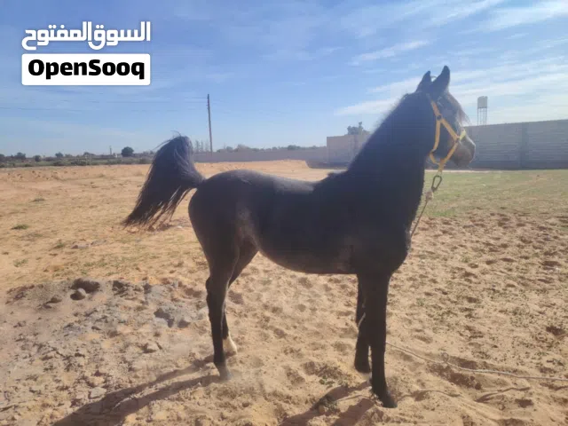 فلوة لبيع 4\3