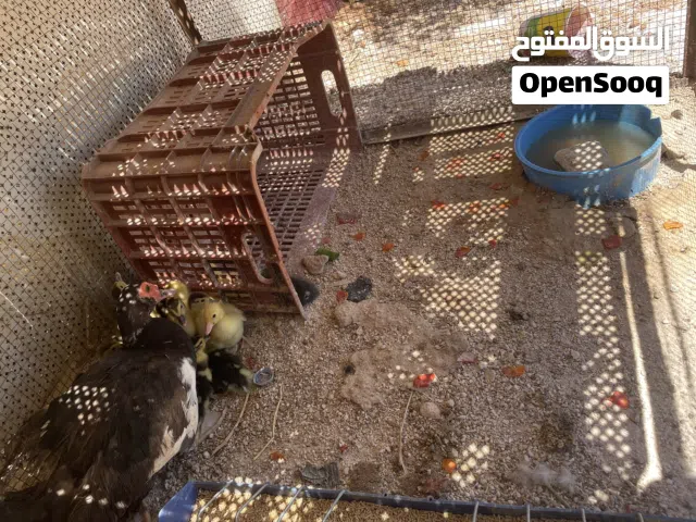بط اكثر من نوع + بطة مع فراخها