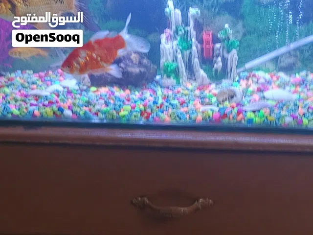 حوض سمك ماشاء الله عليه طول 80 سم وعرض 30 سم