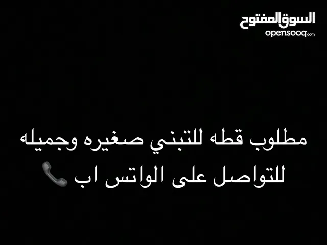 مطلوب قطه للتبني