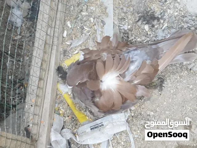 انثى كشكي فول وردات وشرط