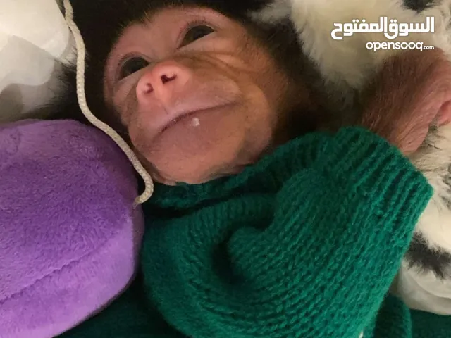 قرد اثنى للبيع