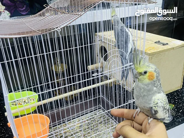 طيور كوكتيل نثيه وفحل للبيع الصحه فول