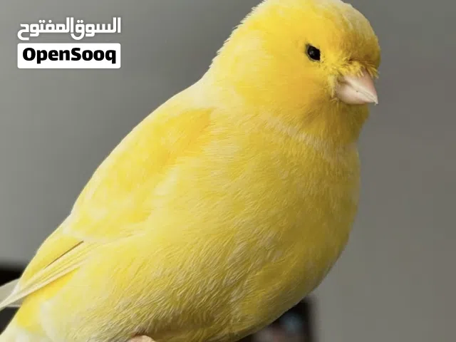 this canary male