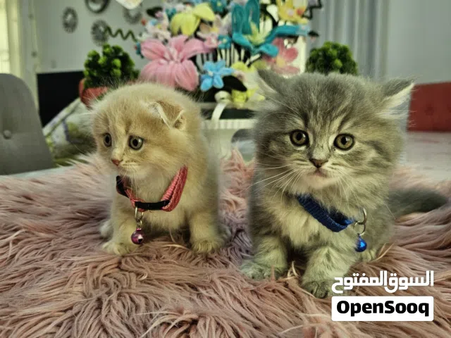 قطة دبل سكوتش فولد