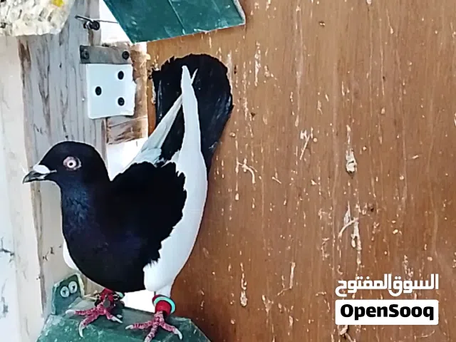 5 حبات طيور حمام جوزين كشامرة احمر جوز مرسليات حمر فحول جوز طيور حمام