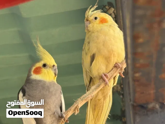 كوبيه كوكتيل للبيع