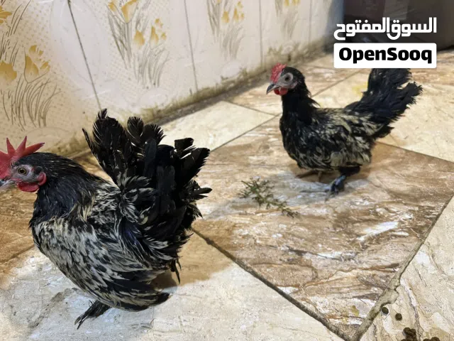 زوج دجاج زينه إسباني على بروسلاين وزوج ديوجه للبيع او مروس حسب رغبة