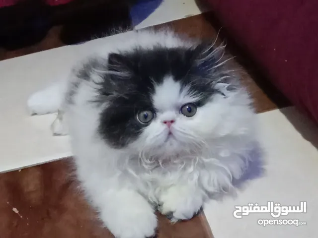 بنوته هارليكان بلاك + وايت بنوته ڤان بلو  بنوته كاليكو ڤان  بنوته كاليكو دايلوت  ولد كريم وايت