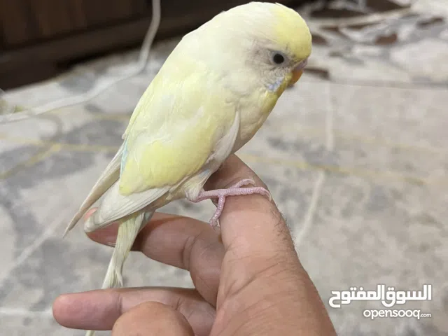 للبيع لوف بيرد