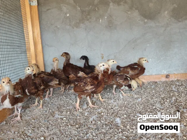 دجاج فرنسي عسلي بياض وحجم ماشاء الله تبارك الله