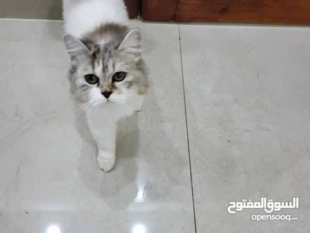 قطة شيرازي مكس طالبة تزاوج