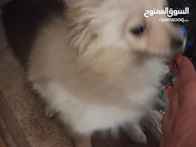 بومورونيوم ذكر جرو حجم صغير