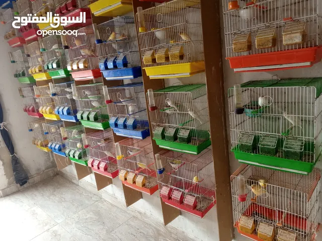 كلا جواز جاهزين عل بيض و في شي بايض و في جواز اجانب طيور صحة ذهب ويجد كروان