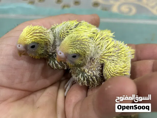 فروج باجي هولندي