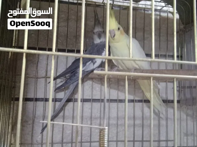 جوز كوكتيل مع 7 بيضات بيض جديد قبل سبوع اقرا الوصف