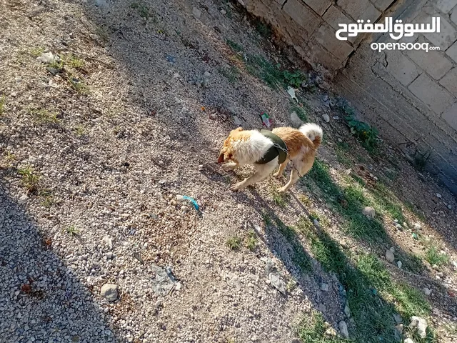كلب لبيع ما شاله عليه مطيع ونفس الوكت أليف  بفهم اكثر من فلان ههههه