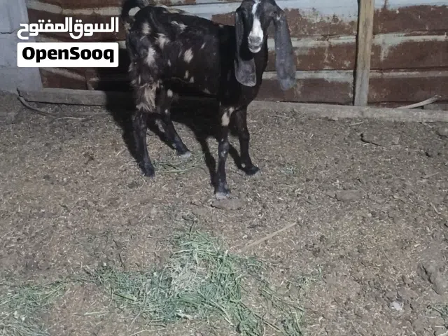 صخول مال جني مضاريع مناسبات وحلوات
