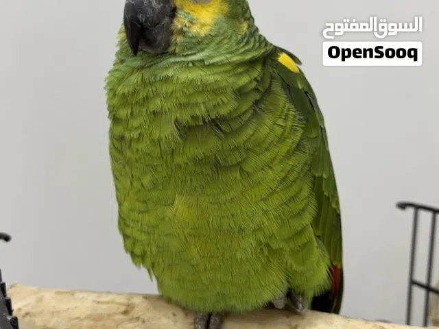 ببغاء الأمازون