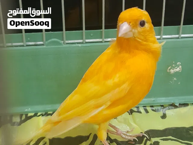 كنار لون برتقالي صفيرة ذكر  جاهز للزواج ويوجد فيديو له وهو يصفر ، قابل للتفاوض