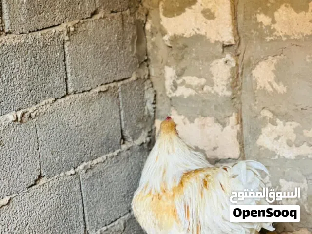 تبارك الرحمن فروج براهمه ليموني