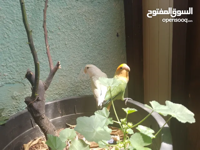 زوج من ببغاء الروز