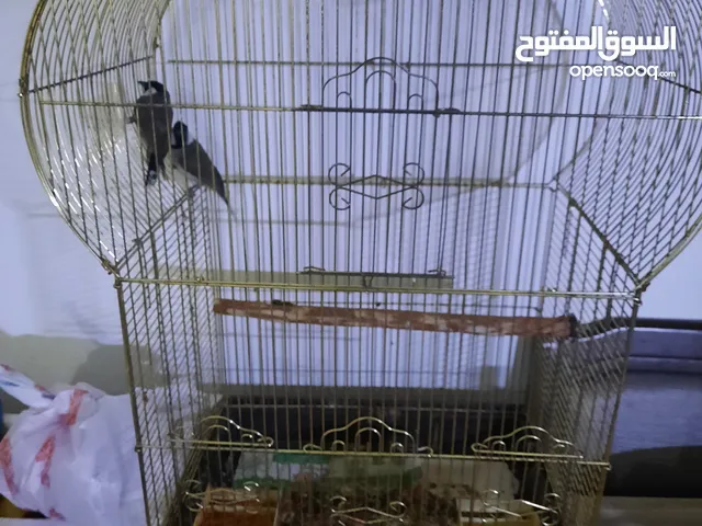 تواصل واتساب