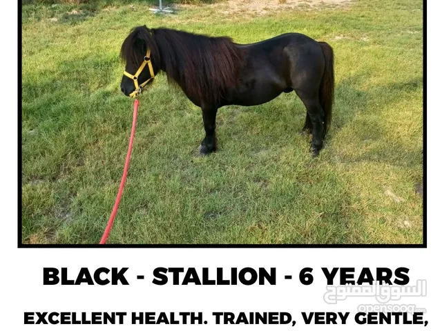 For Sale Shetland Pony - Trained and Suitable for Kids