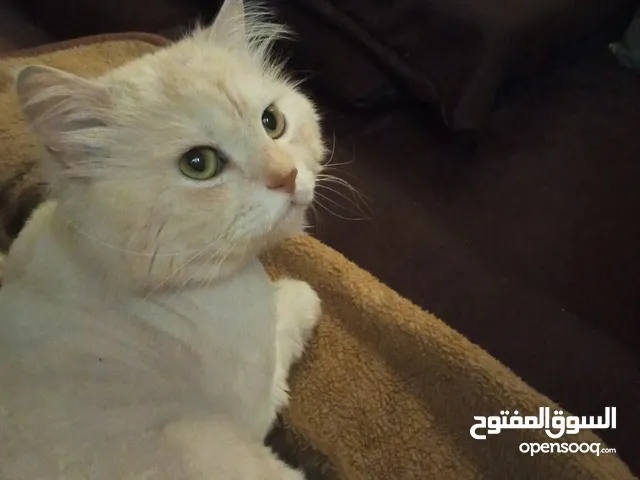 قط للتبني شيرازي