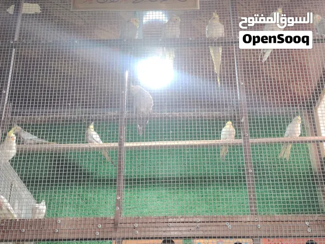 سلام عليكم عندي كوكتيل العدد 8