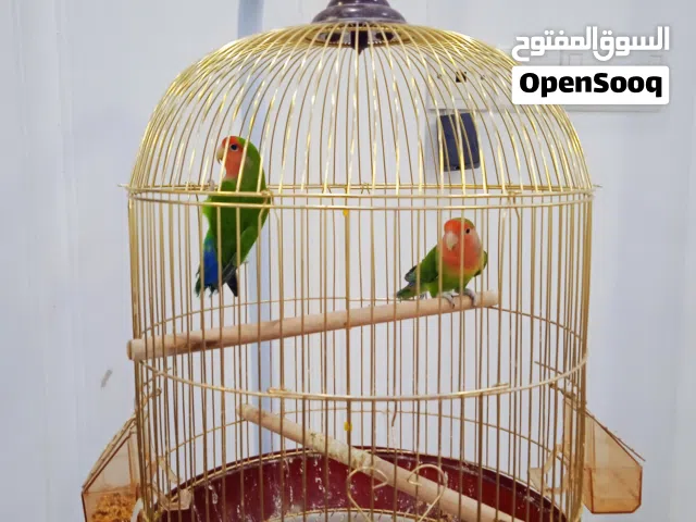طيور الكيوي مشابه للبغبغاء