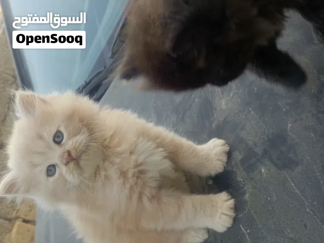 قطط شيرازي لونق هير Shirazi long hair