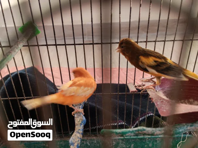 عصافير كنار احمر / نحاسي واحد ذكر وواحد انثى
