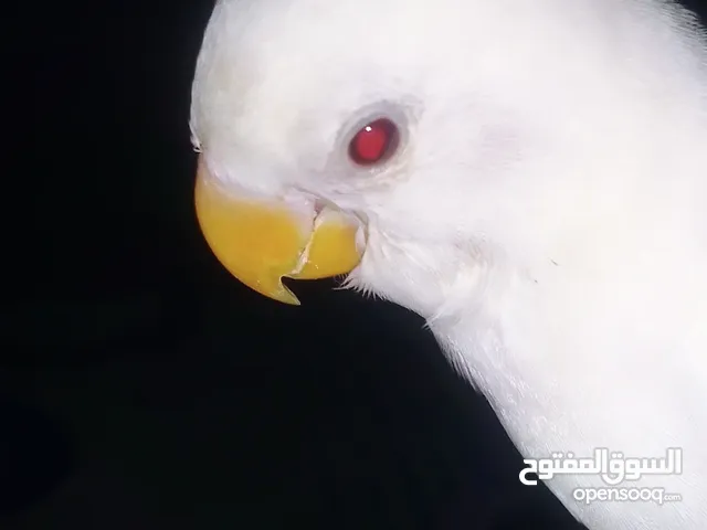 ببغاء روز البينو و روز لاتيني للبيع