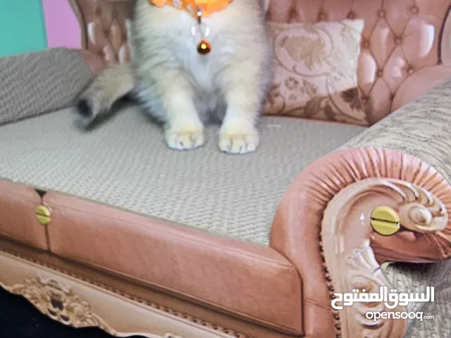 CHINCHILA ,NY-12, BRITISH MALE KITTEN ,PARENTS WITH PEDIGREE