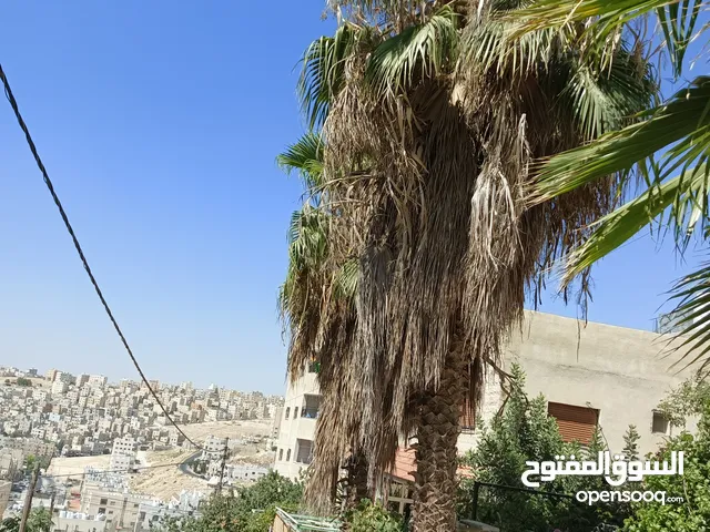 شجر نخيل زينه