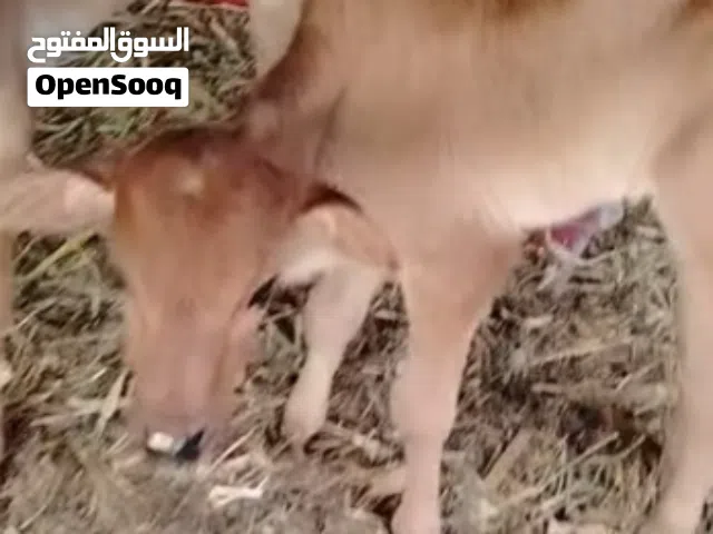 طعام للطناء او للبدل بجدي صغير او صخله