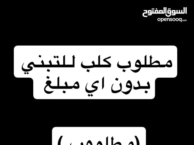 مطلوب كلب للتبني بدون اي مبلغ