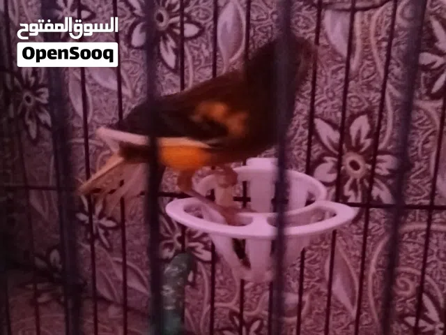 فحول كنار عدد 3