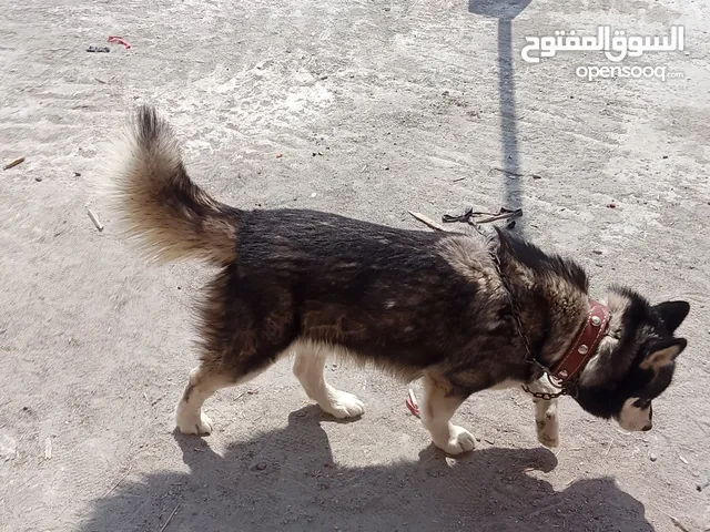 الفخامه كلها اجمل دكر هاسكي سيبيري في مصر يخطف قلبك من نظره