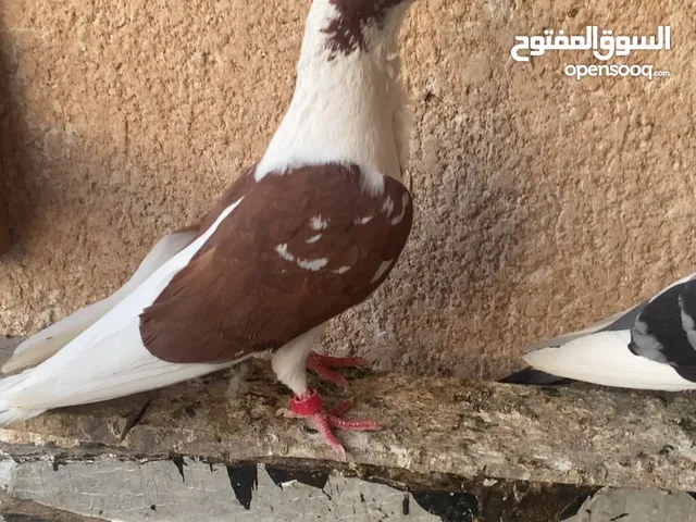 حمام تور وارافل