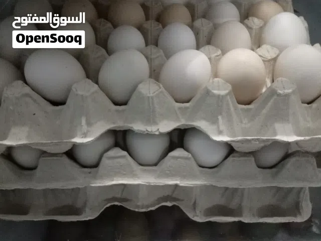 بيض دجاج عماني