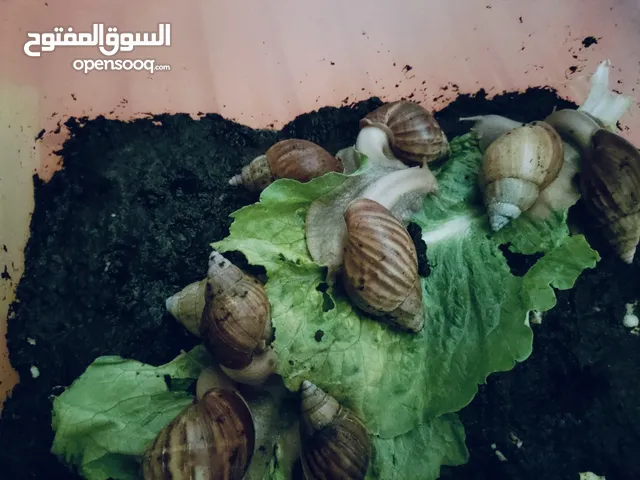 حلزون أحجام مختلفة